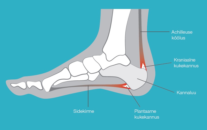 kukekannus